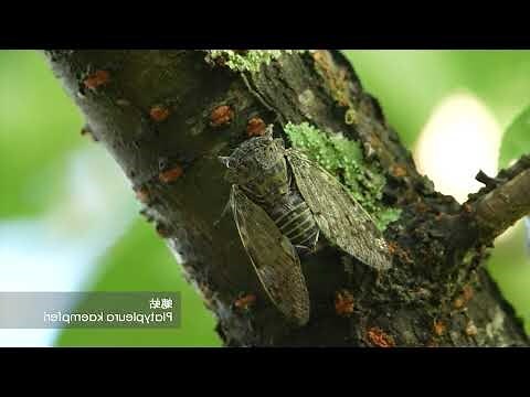 蟬 趕走